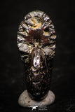 05219 - Beautiful Pyritized 0.69 Inch Phylloceras Lower Cretaceous Ammonites