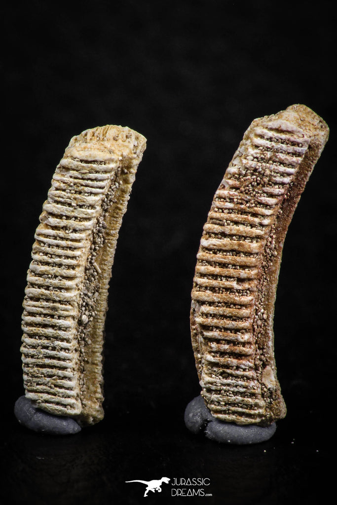 06429 - Great Collection of 2 Myliobatis Stingray Dental Plates Paleocene
