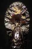 05219 - Beautiful Pyritized 0.69 Inch Phylloceras Lower Cretaceous Ammonites