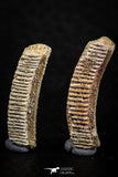06429 - Great Collection of 2 Myliobatis Stingray Dental Plates Paleocene