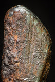 20985 - Taza (NWA 859) Iron Ungrouped Plessitic Octahedrite Meteorite 1.5g ORIENTED