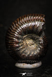 05220 - Stunning Pyritized 0.67 Inch Olcostephanus sp Lower Cretaceous Ammonites
