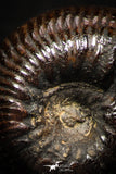 05220 - Stunning Pyritized 0.67 Inch Olcostephanus sp Lower Cretaceous Ammonites