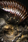 05220 - Stunning Pyritized 0.67 Inch Olcostephanus sp Lower Cretaceous Ammonites