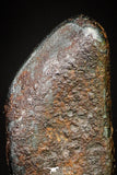 20985 - Taza (NWA 859) Iron Ungrouped Plessitic Octahedrite Meteorite 1.5g ORIENTED