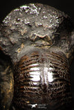 05220 - Stunning Pyritized 0.67 Inch Olcostephanus sp Lower Cretaceous Ammonites