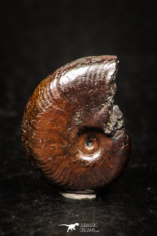 05221 - Beautiful Pyritized 0.64 Inch Unidentified Lower Cretaceous Ammonites