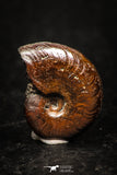 05221 - Beautiful Pyritized 0.64 Inch Unidentified Lower Cretaceous Ammonites