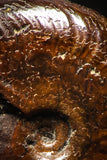 05221 - Beautiful Pyritized 0.64 Inch Unidentified Lower Cretaceous Ammonites