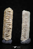 06431 - Great Collection of 2 Myliobatis Stingray Dental Plates Paleocene