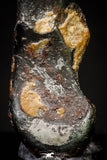 20986 - Taza (NWA 859) Iron Ungrouped Plessitic Octahedrite Meteorite 1.1g ORIENTED