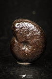 05222 - Beautiful Pyritized 0.73 Inch Unidentified Lower Cretaceous Ammonites
