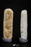 06431 - Great Collection of 2 Myliobatis Stingray Dental Plates Paleocene