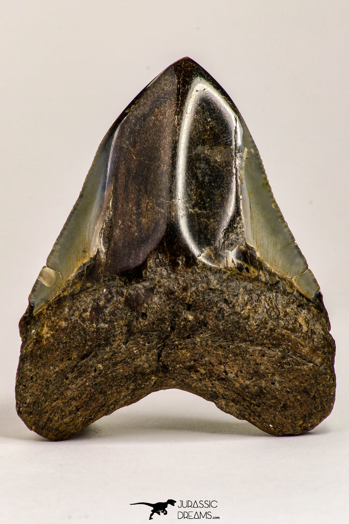 09170 - Top Beautiful 2.93 Inch Megalodon Shark Tooth Miocene South Carolina - USA