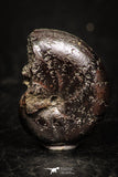 05223 - Beautiful Pyritized 0.73 Inch Phylloceras Lower Cretaceous Ammonites