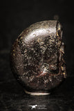 05223 - Beautiful Pyritized 0.73 Inch Phylloceras Lower Cretaceous Ammonites
