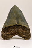 09170 - Top Beautiful 2.93 Inch Megalodon Shark Tooth Miocene South Carolina - USA