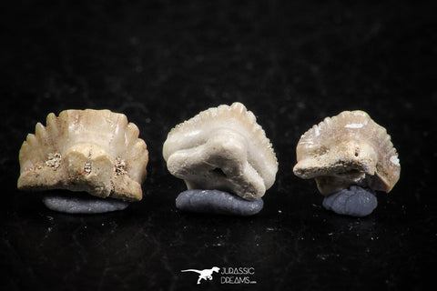 06432 - Great Collection of 3 Ginglymostoma sp Nurse Shark Teeth Paleocene