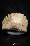 06432 - Great Collection of 3 Ginglymostoma sp Nurse Shark Teeth Paleocene