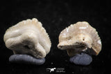 06432 - Great Collection of 3 Ginglymostoma sp Nurse Shark Teeth Paleocene