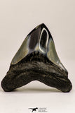 09171 - Great 2.65 Inch Megalodon Shark Tooth Miocene South Carolina - USA