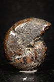 05224 - Beautiful Pyritized 0.86 Inch Phylloceras Lower Cretaceous Ammonites
