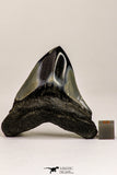 09171 - Great 2.65 Inch Megalodon Shark Tooth Miocene South Carolina - USA