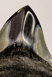 09171 - Great 2.65 Inch Megalodon Shark Tooth Miocene South Carolina - USA