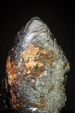 20988 - Taza (NWA 859) Iron Ungrouped Plessitic Octahedrite Meteorite 0.7g ORIENTED