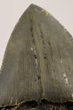 09171 - Great 2.65 Inch Megalodon Shark Tooth Miocene South Carolina - USA