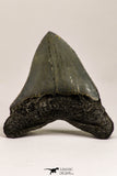 09171 - Great 2.65 Inch Megalodon Shark Tooth Miocene South Carolina - USA