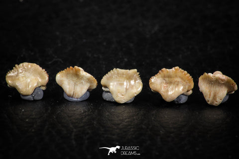 06433 - Great Collection of 5 Ginglymostoma sp Nurse Shark Teeth Paleocene