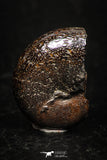 05225 - Beautiful Pyritized 0.82 Inch Phylloceras Lower Cretaceous Ammonites