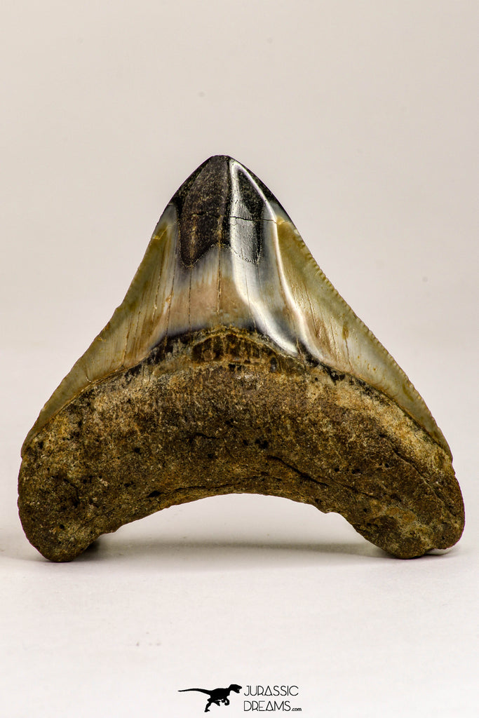 09172 - Beautiful 2.71 Inch Megalodon Shark Tooth Miocene South Carolina - USA