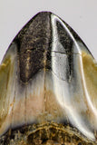 09172 - Beautiful 2.71 Inch Megalodon Shark Tooth Miocene South Carolina - USA