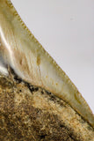09172 - Beautiful 2.71 Inch Megalodon Shark Tooth Miocene South Carolina - USA