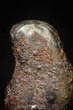 20989 - Taza (NWA 859) Iron Ungrouped Plessitic Octahedrite Meteorite 0.6g ORIENTED