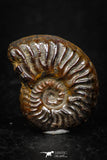 05226 - Beautiful Pyritized 0.94 Inch Unidentified Lower Cretaceous Ammonites