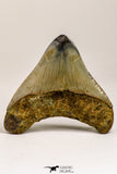 09172 - Beautiful 2.71 Inch Megalodon Shark Tooth Miocene South Carolina - USA