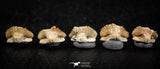 06433 - Great Collection of 5 Ginglymostoma sp Nurse Shark Teeth Paleocene