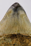 09172 - Beautiful 2.71 Inch Megalodon Shark Tooth Miocene South Carolina - USA