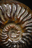 05226 - Beautiful Pyritized 0.94 Inch Unidentified Lower Cretaceous Ammonites