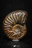 05226 - Beautiful Pyritized 0.94 Inch Unidentified Lower Cretaceous Ammonites