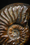 05226 - Beautiful Pyritized 0.94 Inch Unidentified Lower Cretaceous Ammonites