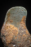 20989 - Taza (NWA 859) Iron Ungrouped Plessitic Octahedrite Meteorite 0.6g ORIENTED