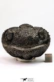 09173 - Nice Rolled 2.78 Inch Drotops armatus Middle Devonian Trilobite