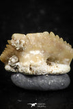 06433 - Great Collection of 5 Ginglymostoma sp Nurse Shark Teeth Paleocene
