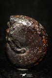 05227 - Beautiful Pyritized 0.86 Inch Phylloceras Lower Cretaceous Ammonites