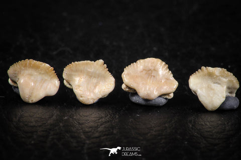 06434 - Great Collection of 4 Ginglymostoma sp Nurse Shark Teeth Paleocene