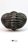 09173 - Nice Rolled 2.78 Inch Drotops armatus Middle Devonian Trilobite